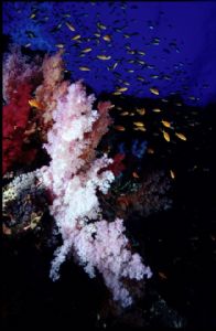 Pink coral / Red Sea corals, Nikon F100 by Evert Nel 